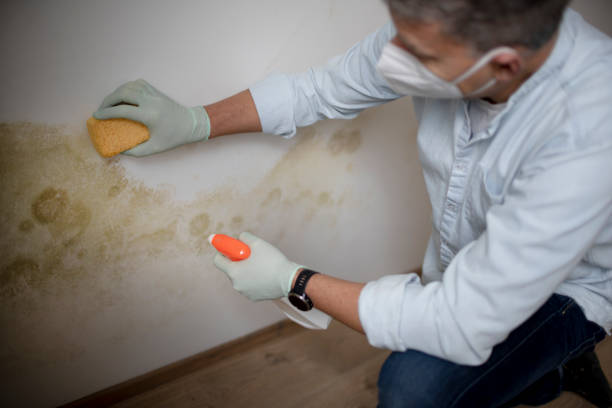 Best Affordable Mold Removal  in USA